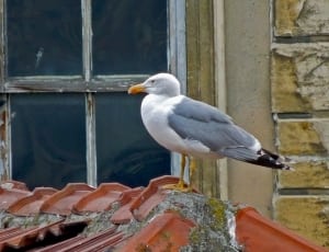 grey seagull thumbnail