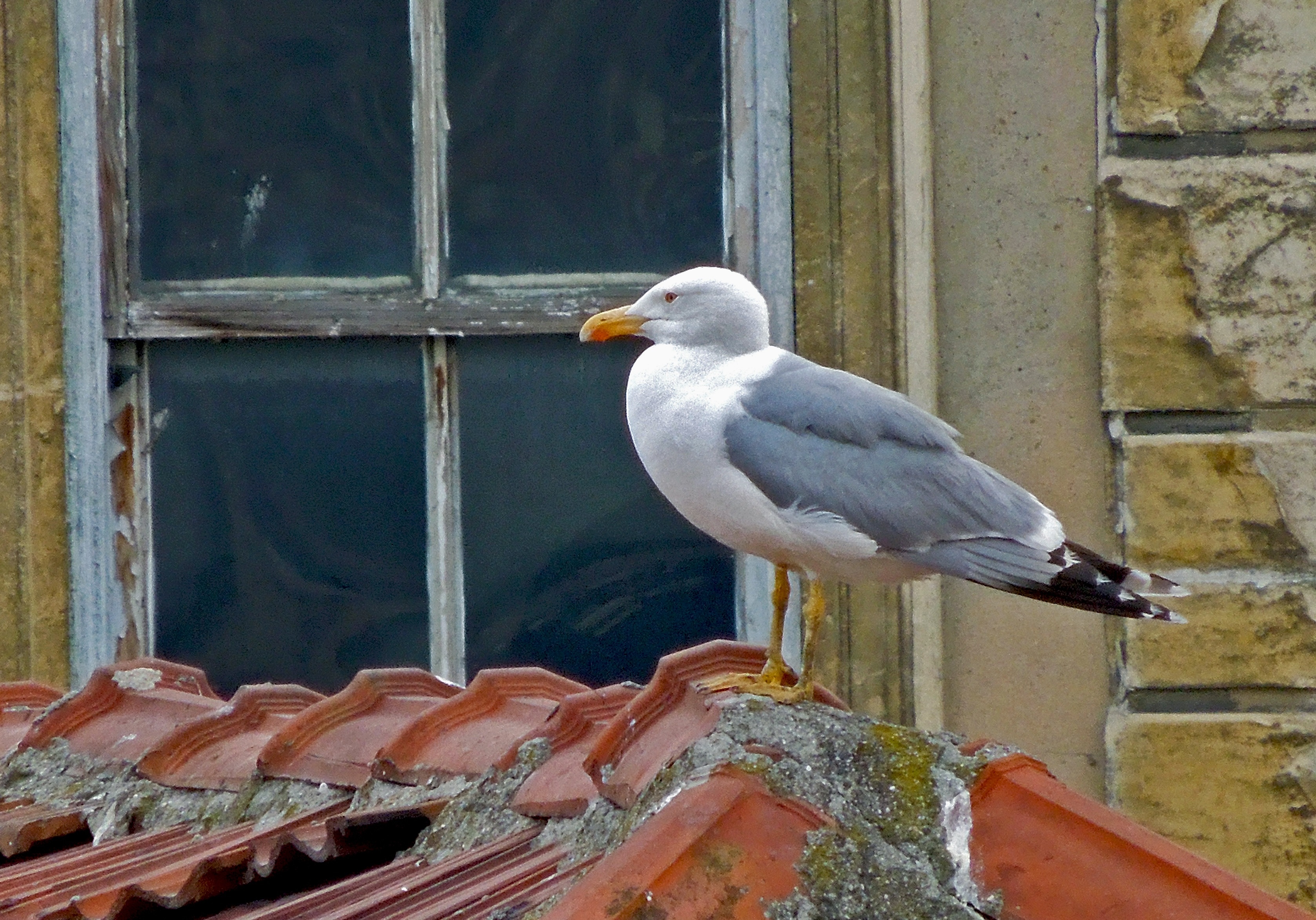 grey seagull