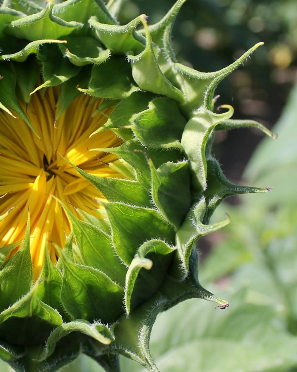 green and yellow sunflower preview