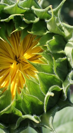 green and yellow sunflower thumbnail