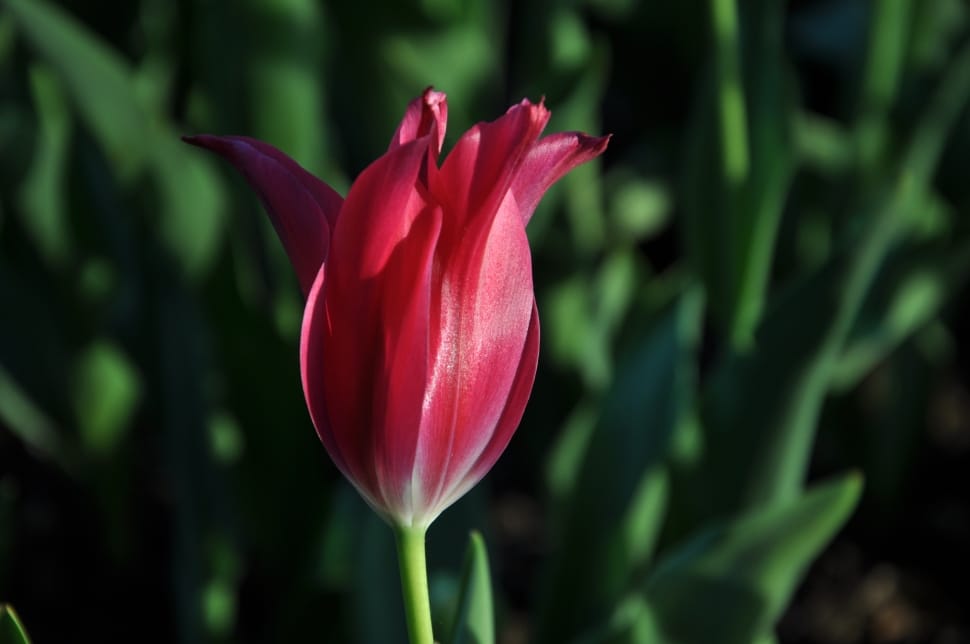 pink tulip preview