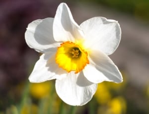 yellow and white 6 petal flower thumbnail