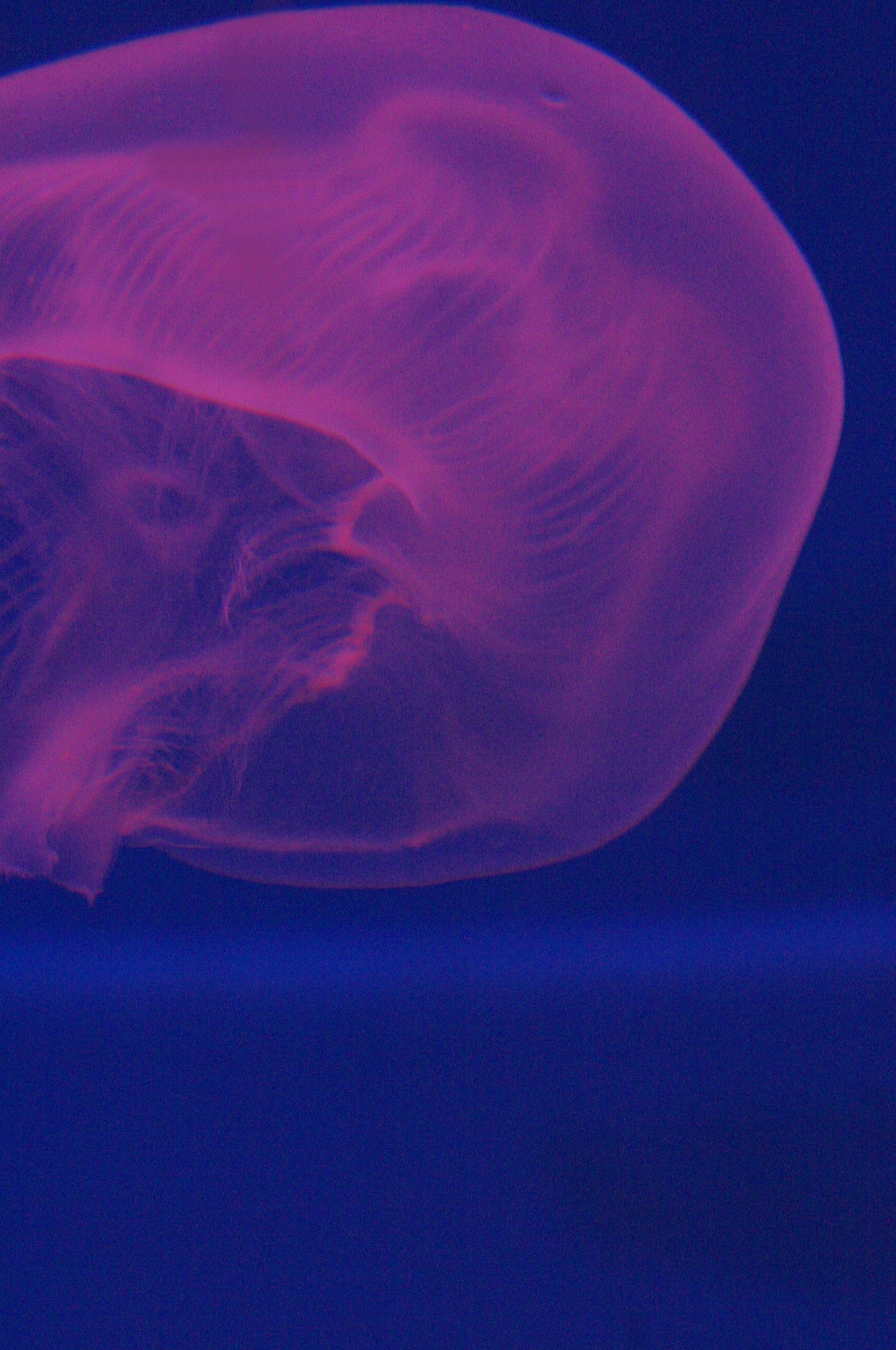 red luminous jelly fish