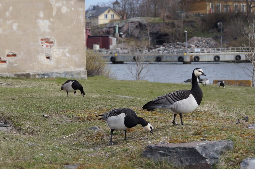 white and black geese preview