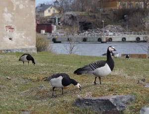 white and black geese thumbnail