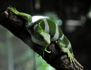 green and white iguana thumbnail