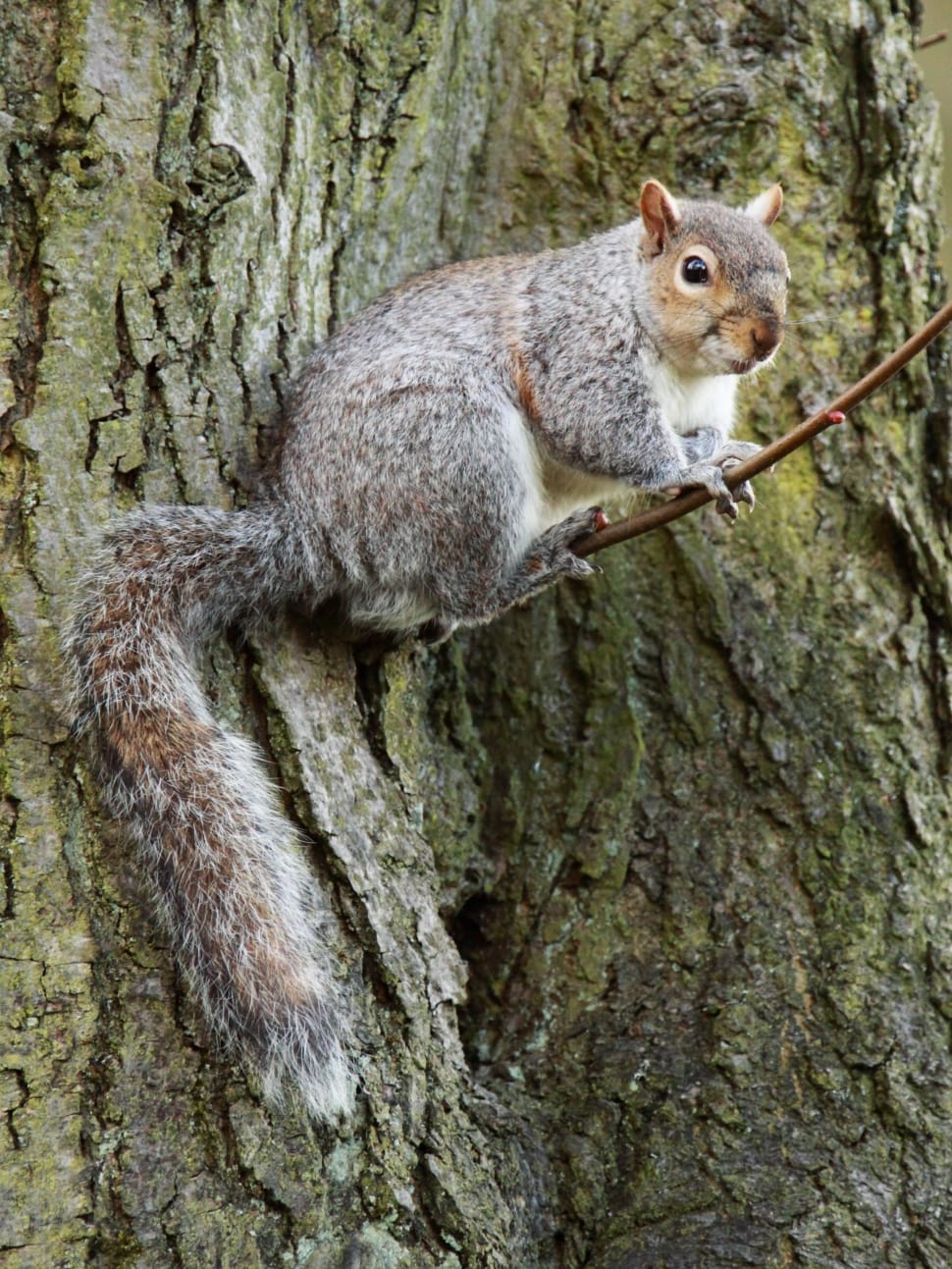 brown gray and white squirrel preview