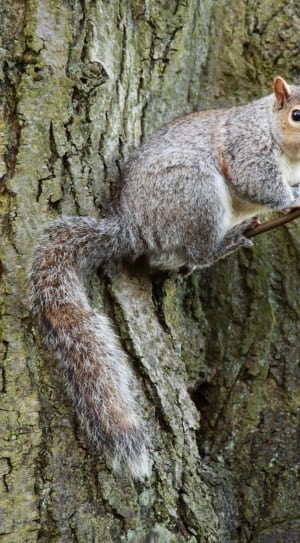 brown gray and white squirrel thumbnail