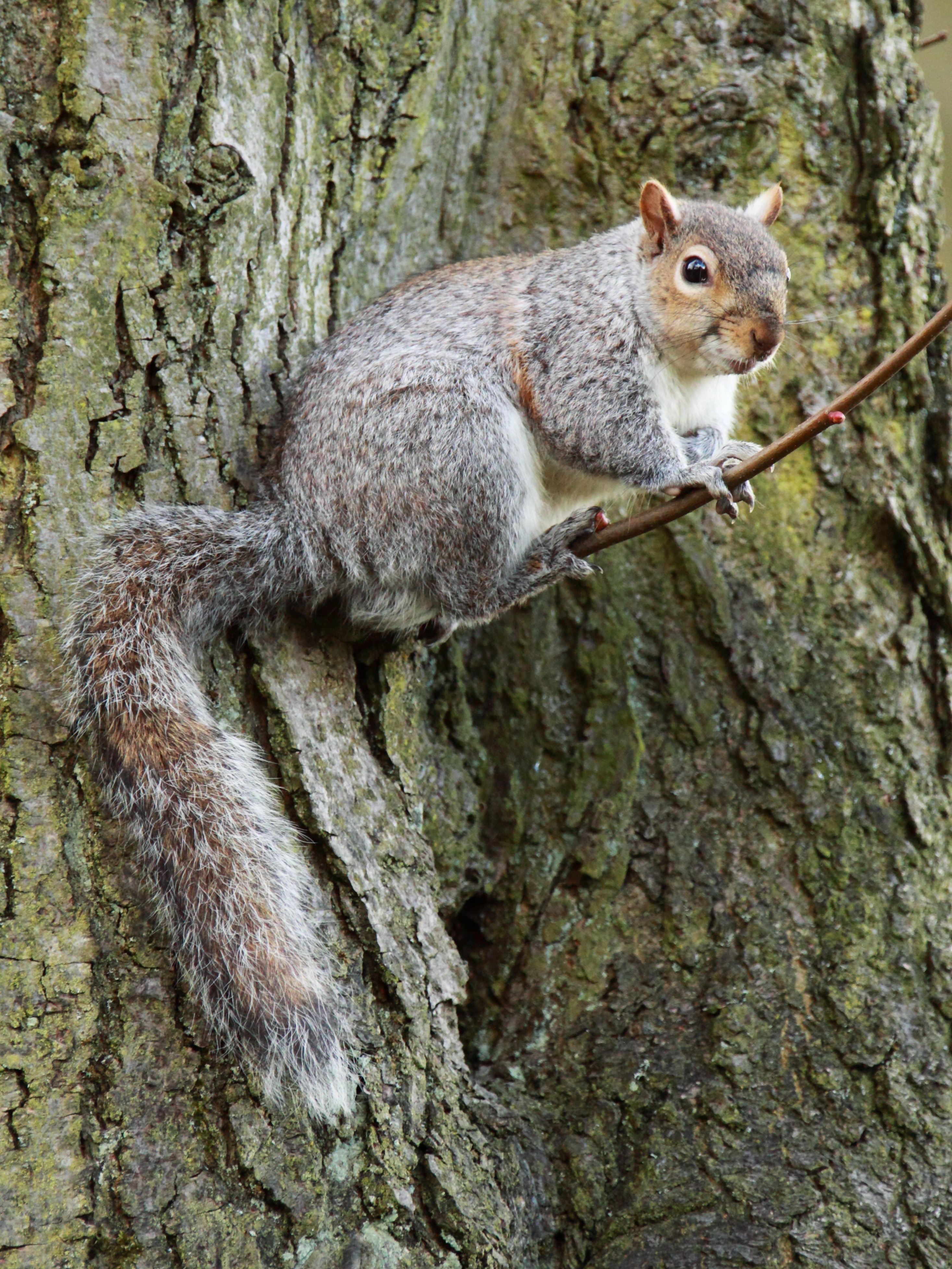 brown gray and white squirrel