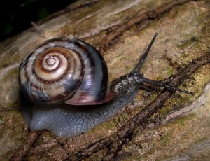 black and brown garden snail thumbnail
