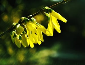 yellow forsythia flower thumbnail