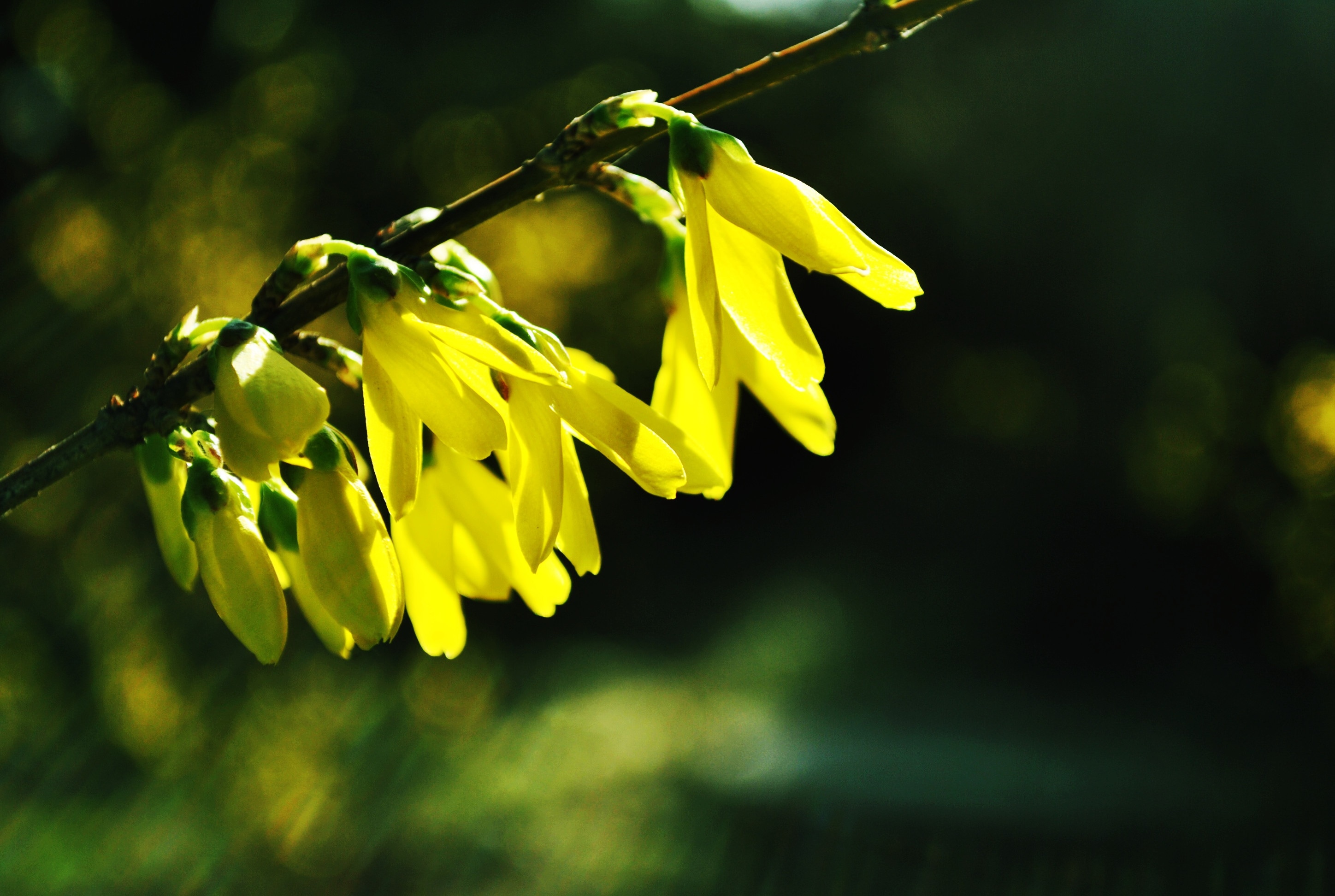 yellow forsythia flower
