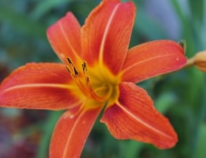 orange daylily thumbnail