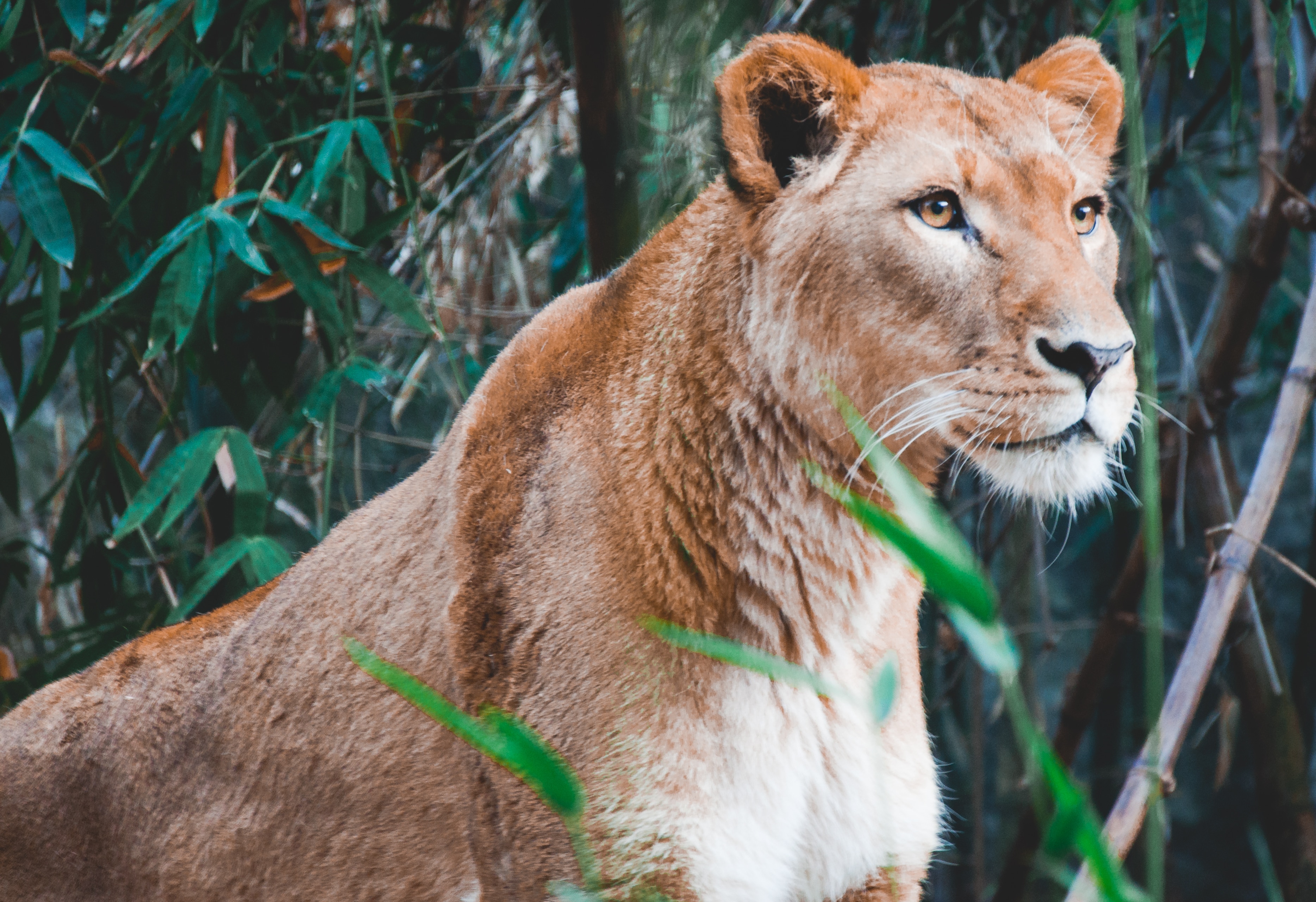 brown lioness