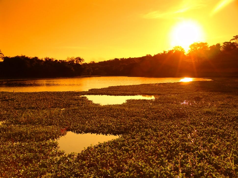 body of water surrounded by trees preview