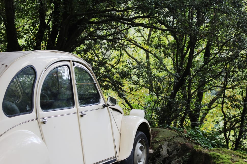 white volkswagen beetle on forest preview