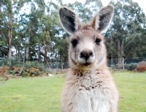 brown and white kangaroo thumbnail