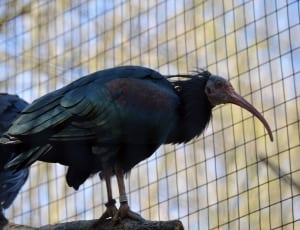 glossy ibis thumbnail