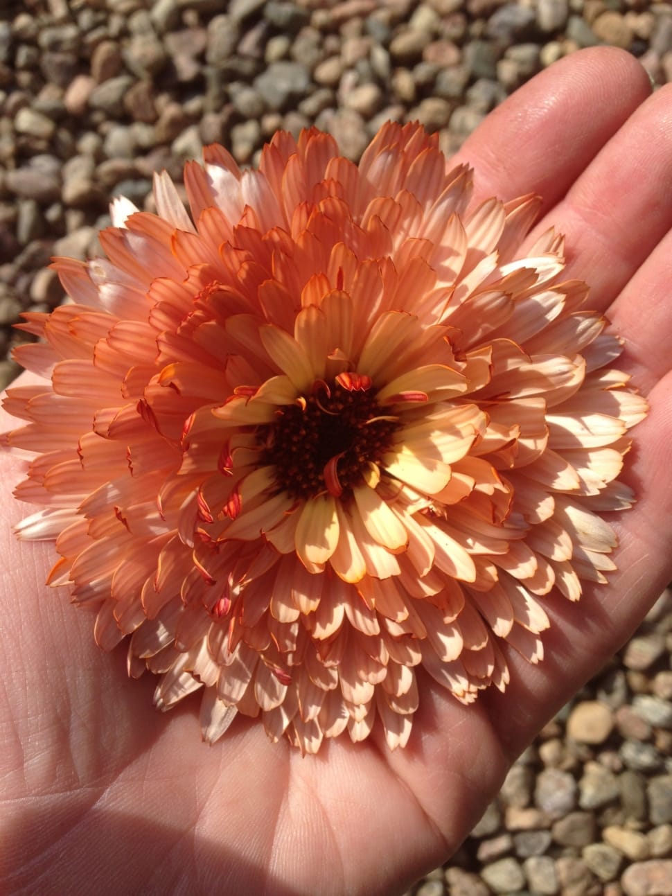 orange and white chrysanthemums preview