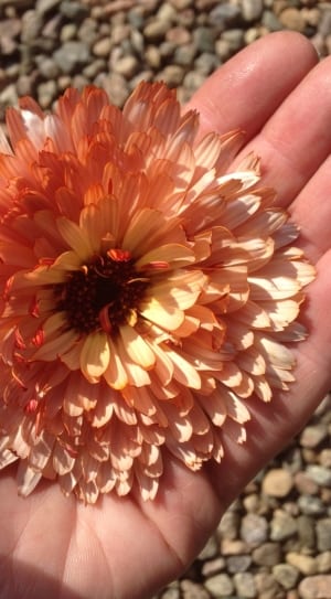 orange and white chrysanthemums thumbnail