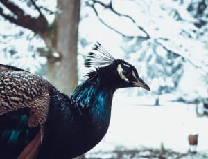 blue black and gray peacock thumbnail