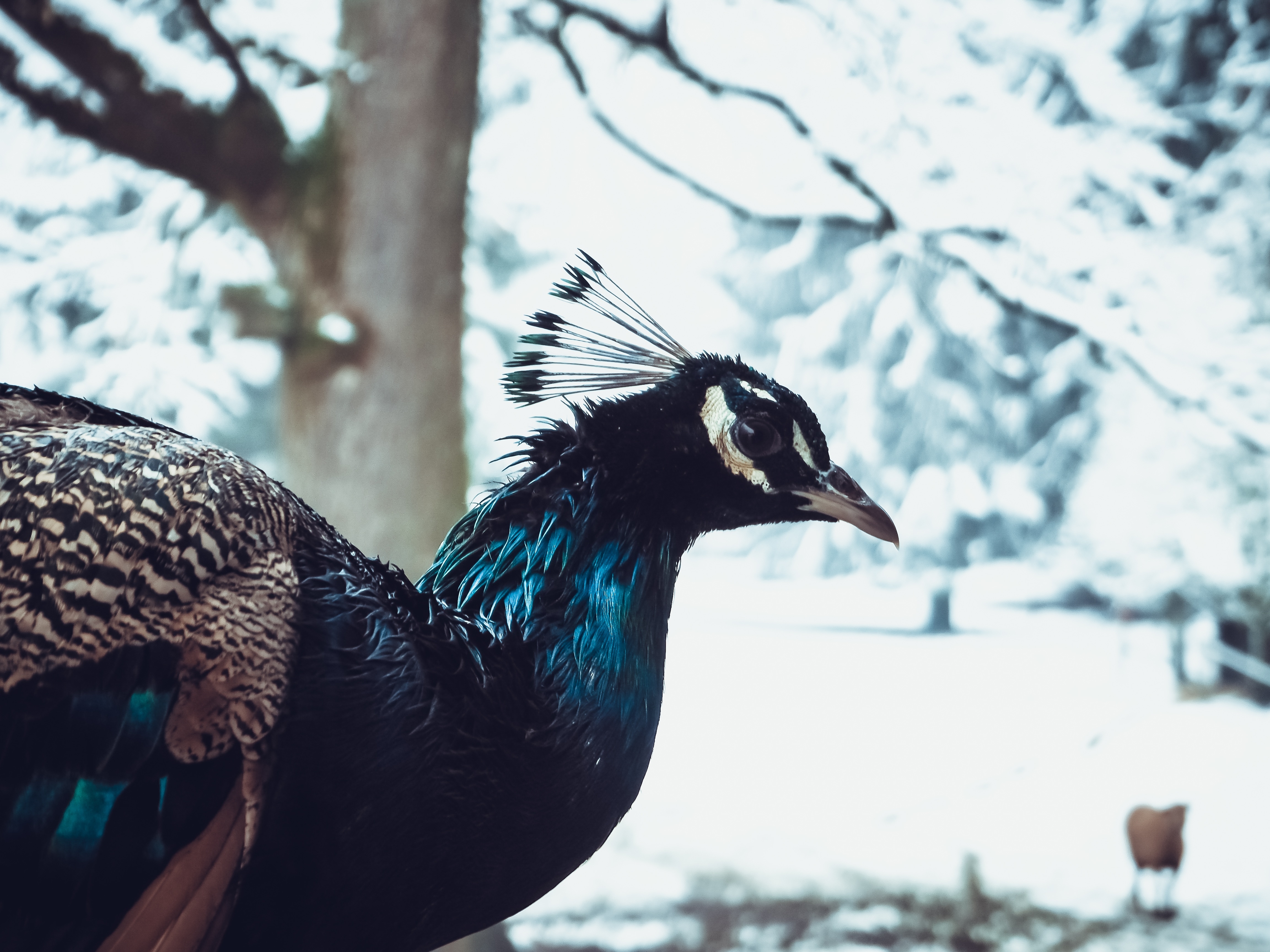 blue black and gray peacock