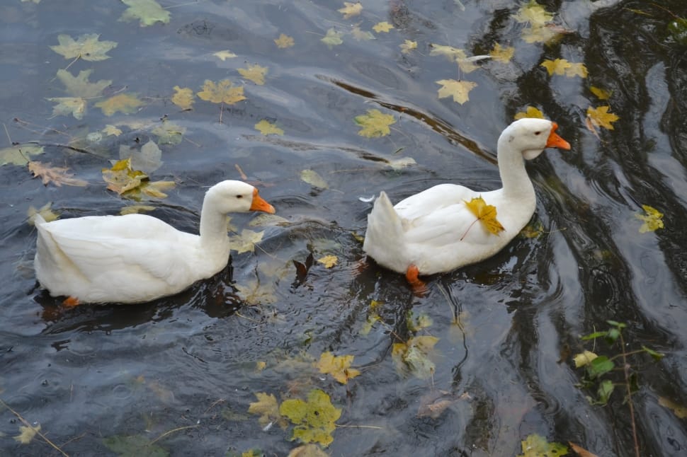 2 mute swans preview