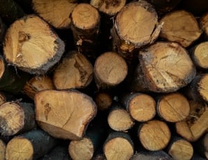 brown wooden logs thumbnail