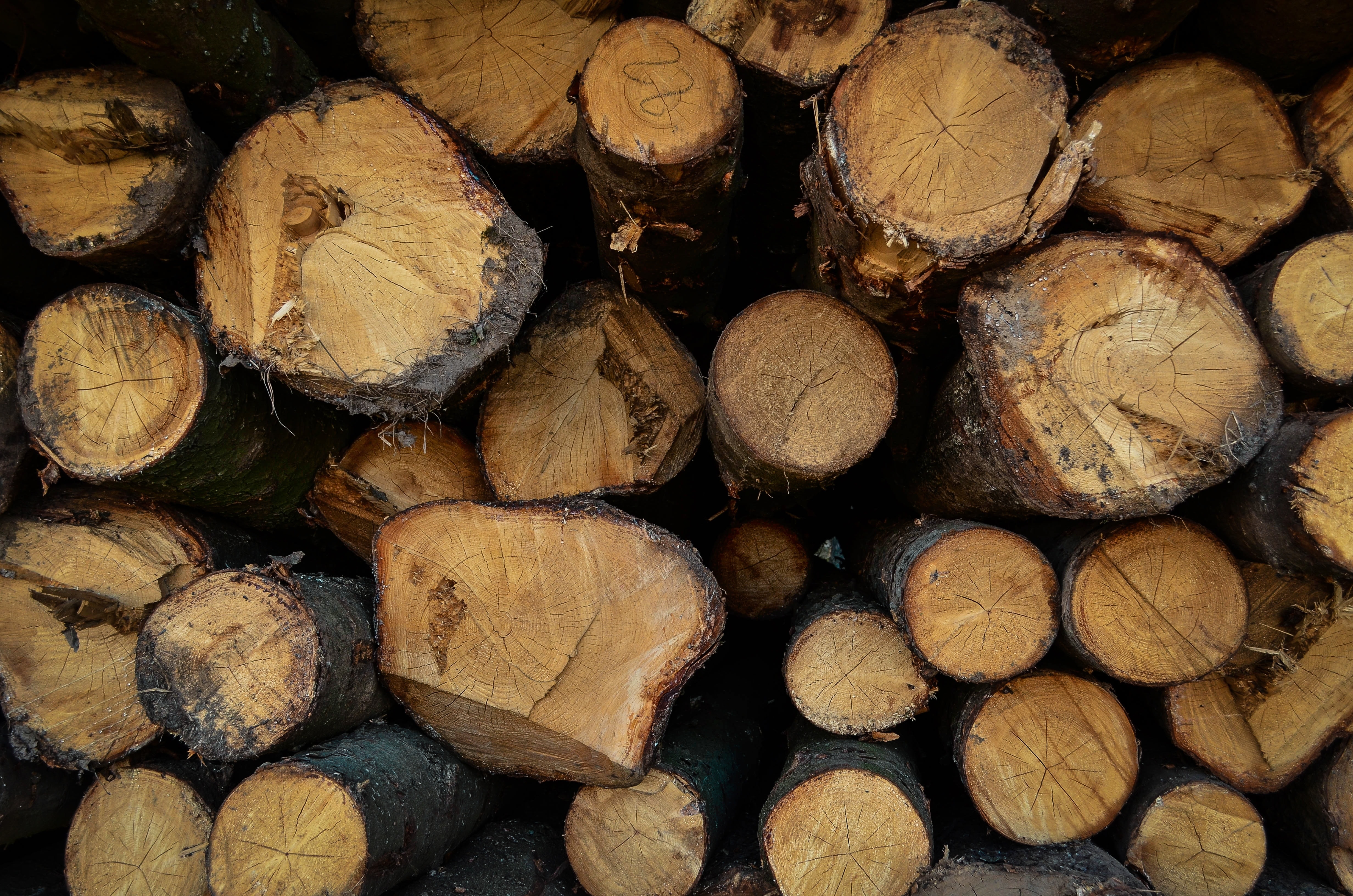 brown wooden logs