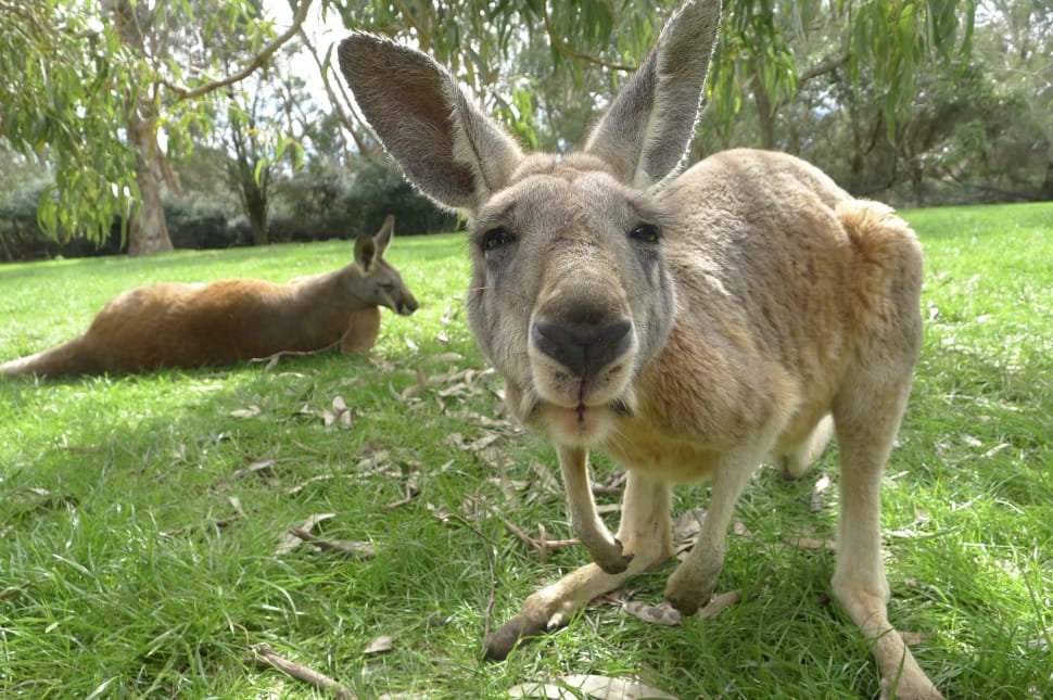 kangaroo preview