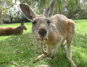 kangaroo thumbnail