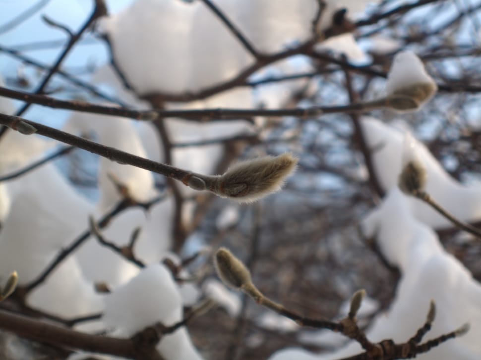 gray and white tree with snow preview
