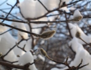 gray and white tree with snow thumbnail