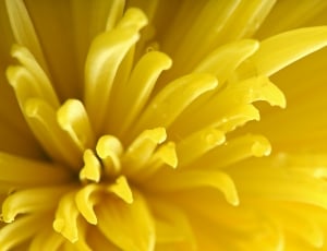 yellow chrysanthemum macro photography thumbnail