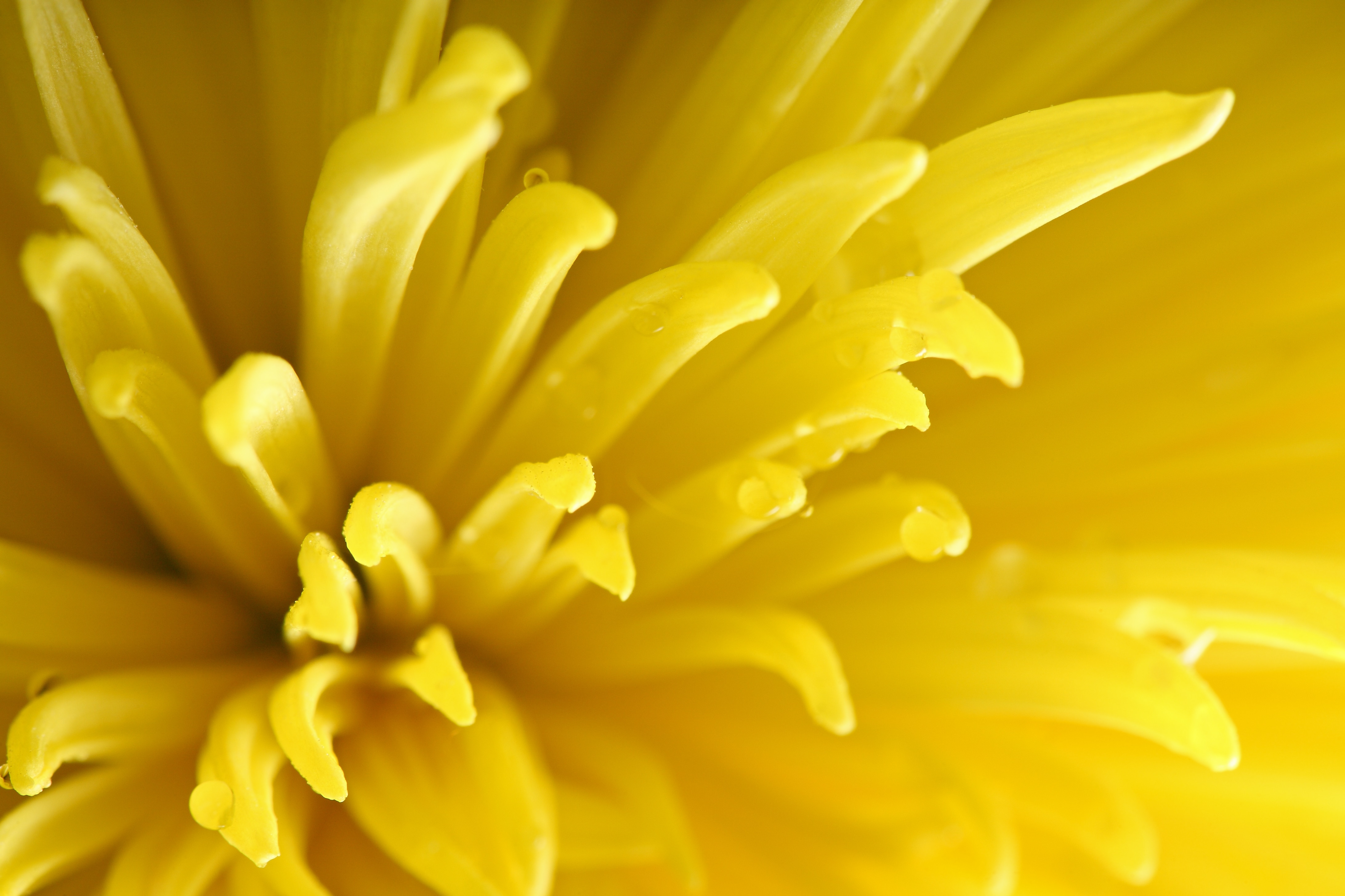 yellow chrysanthemum macro photography