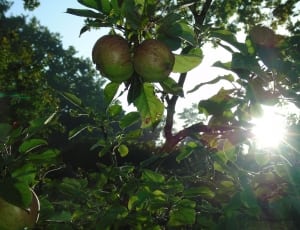 green fruits under blue sky during daytime thumbnail