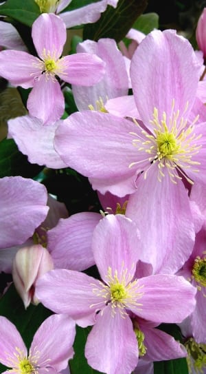 pink 4 petaled flowers thumbnail