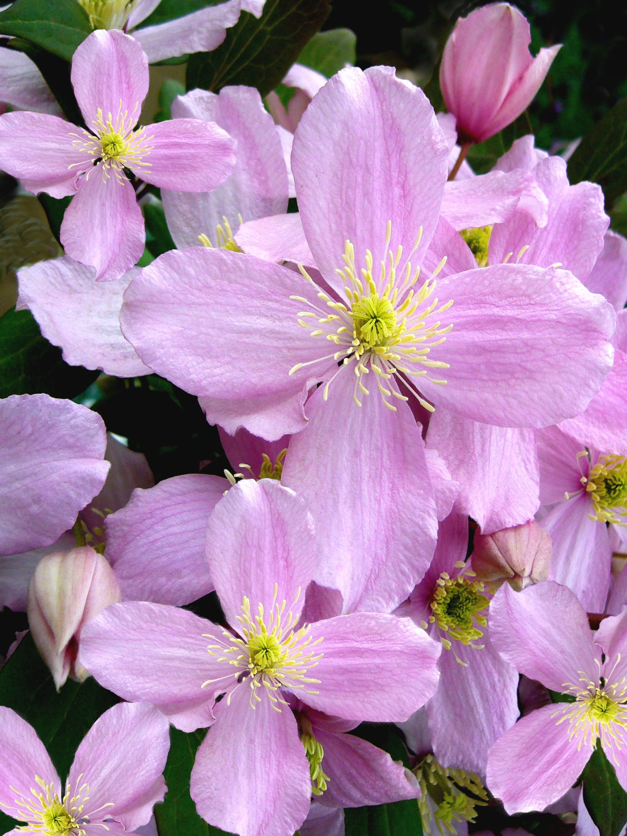 pink 4 petaled flowers