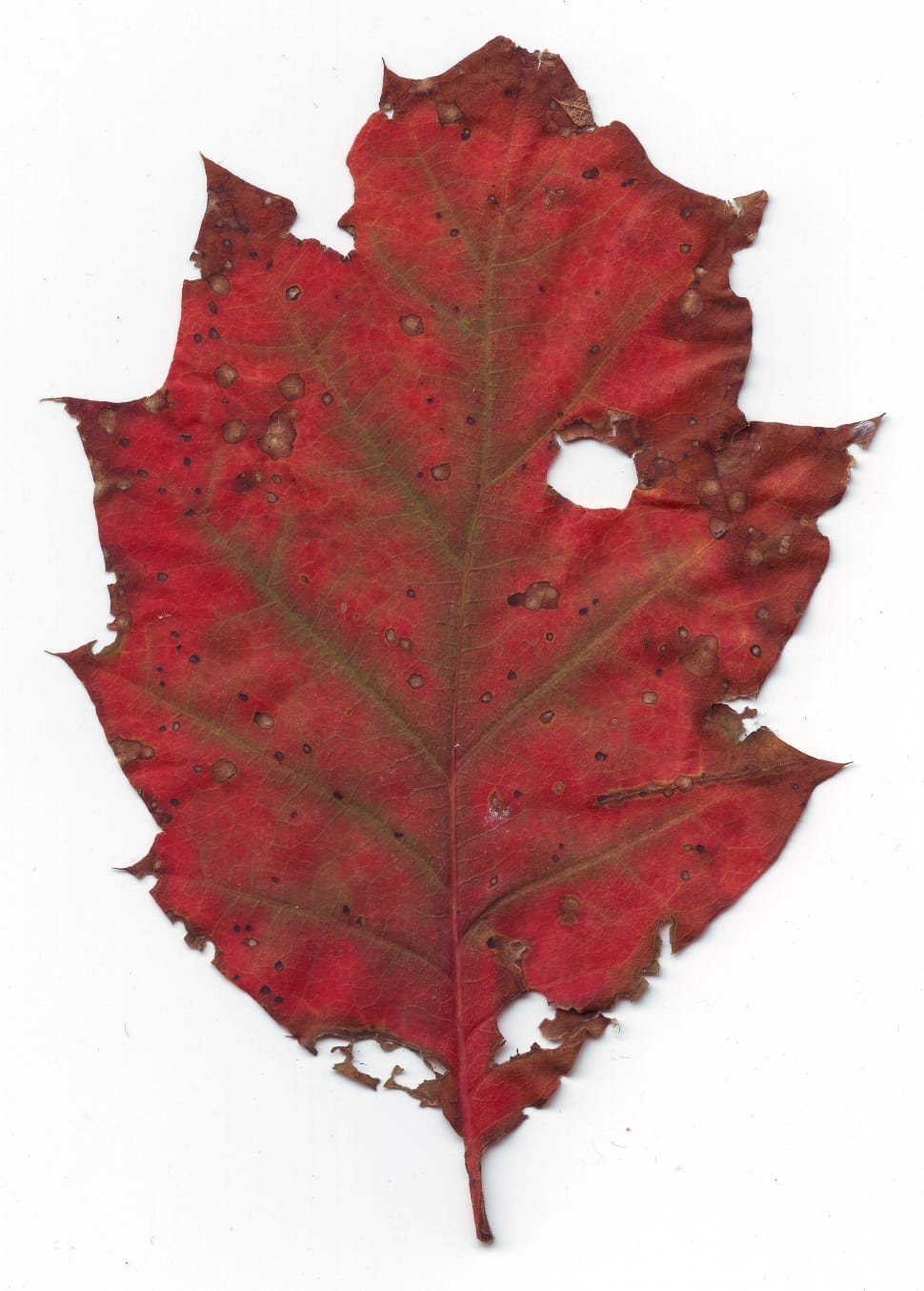 red dried leaf preview