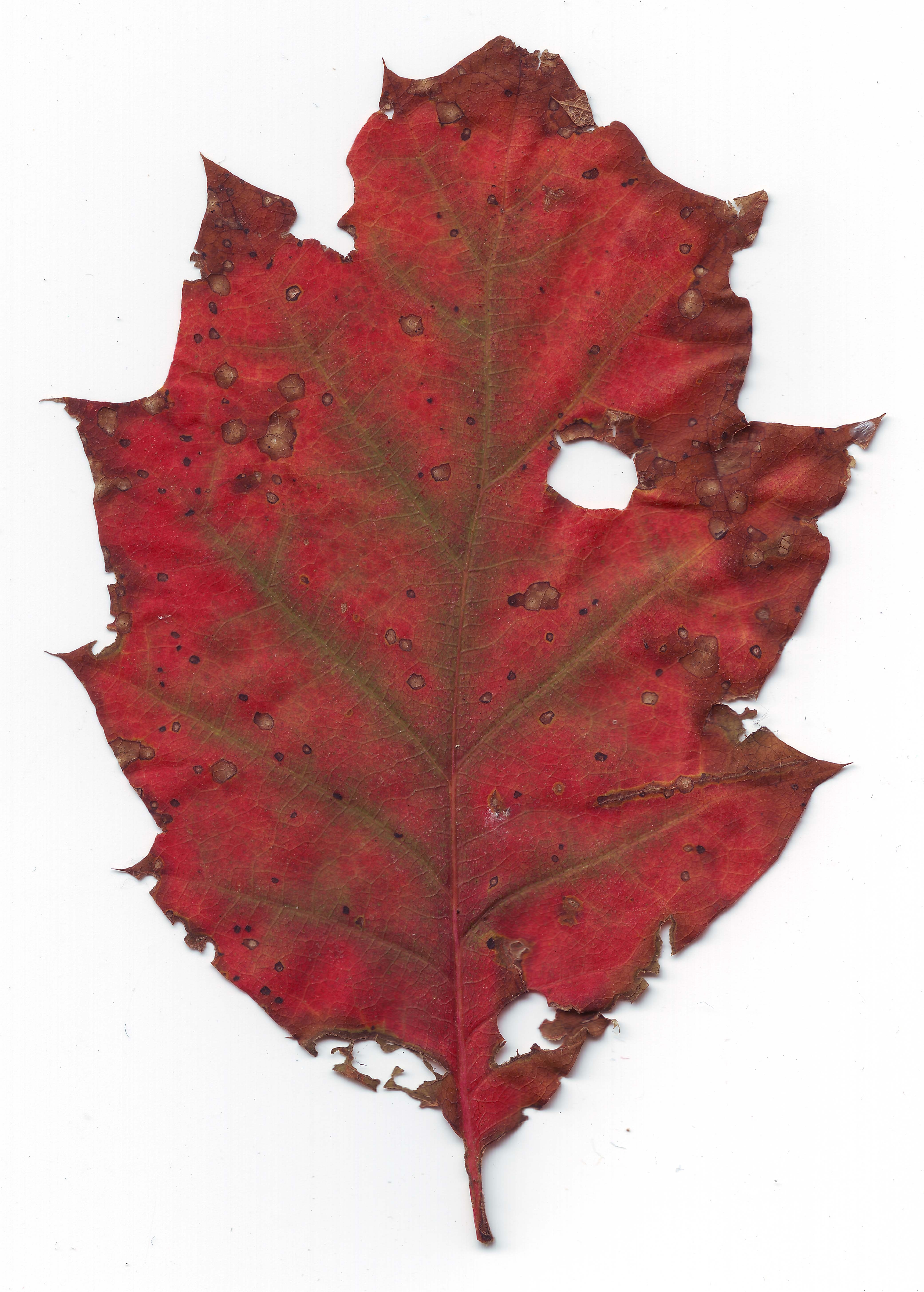 red dried leaf
