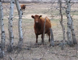 brown land cattle on grass field thumbnail