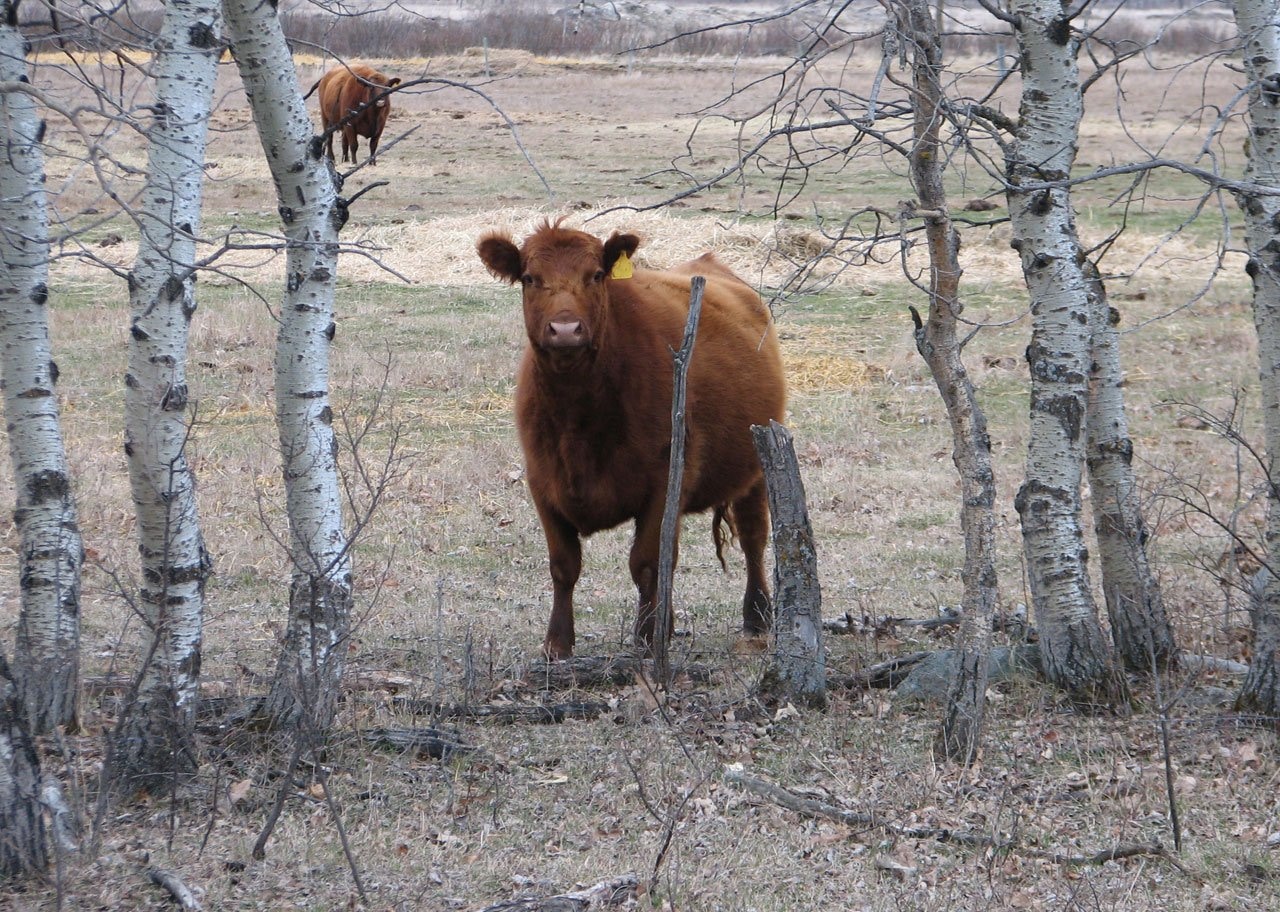 brown land cattle on grass field