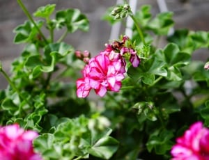 pink and white flowers thumbnail