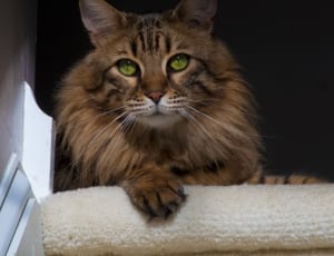brown and gray long-coated cat thumbnail