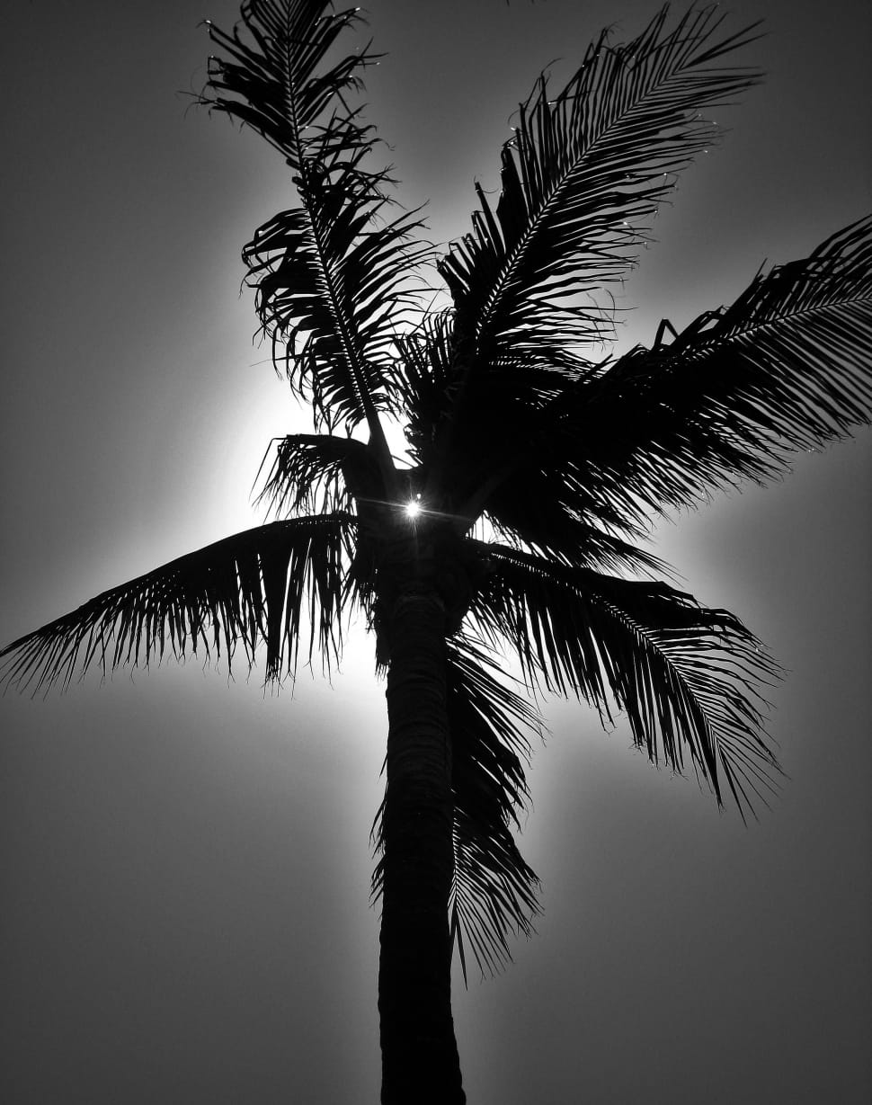 coconut tree preview