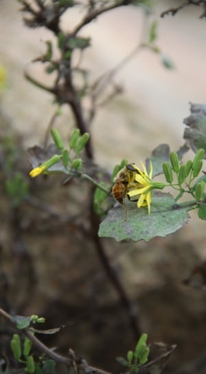brown yellow bombyliidae thumbnail