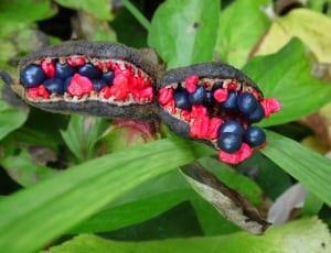 black and red round fruits thumbnail