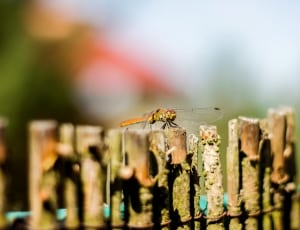 yellow and brown dragonfly thumbnail