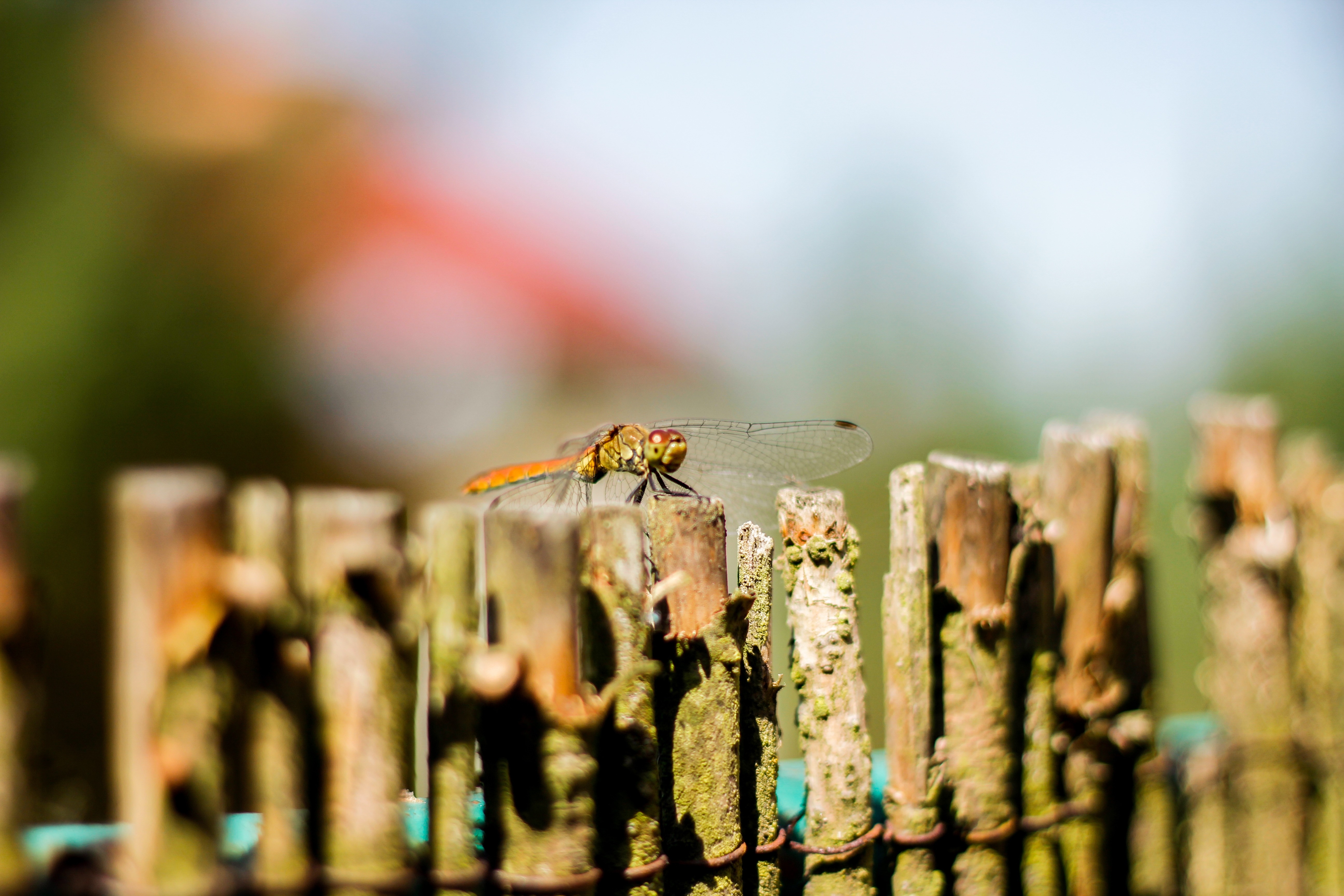 yellow and brown dragonfly