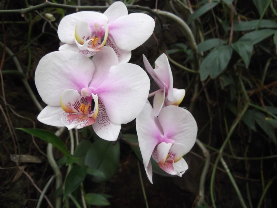 moth orchid preview